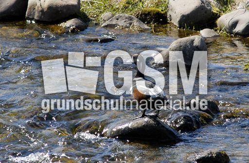 Kragenente (1 von 3).jpg